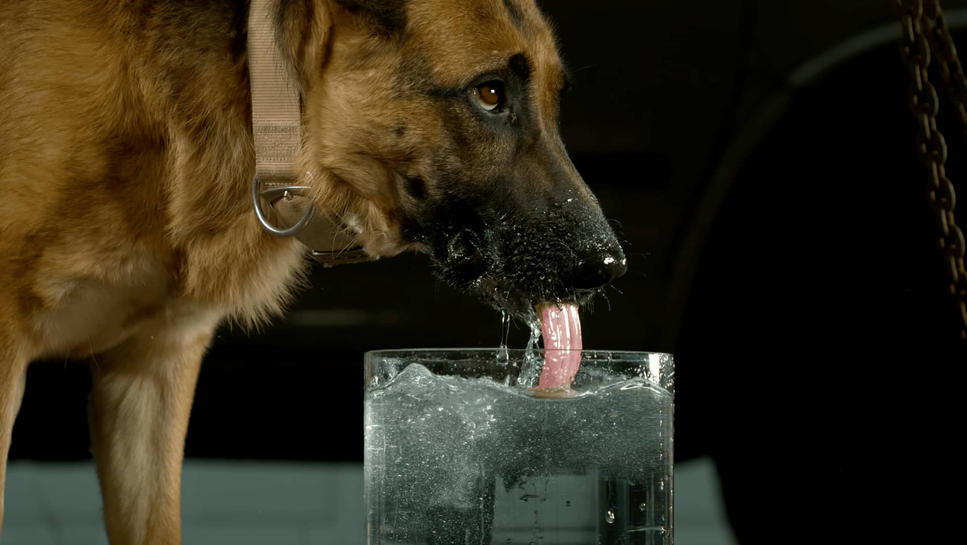 Pet safe water